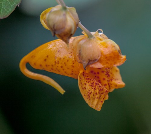 jewelweed_blog