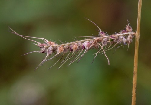 not_caterpillar_blog