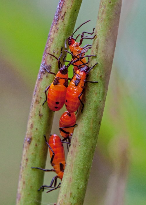 red_bugs_blog