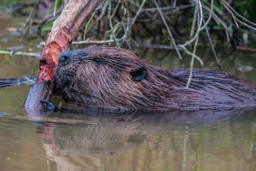 beaver_chewing2_blog