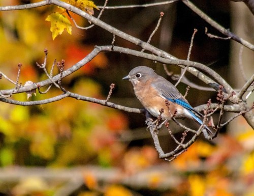 bluebird_autumn_blog