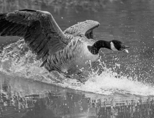 goose_arrrival1a_blog