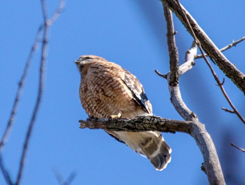 hawk_screaming2_blog