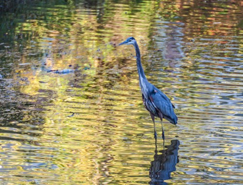 heron_fall_light_blog