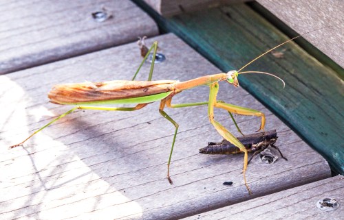 mantis_grasshopper_blog