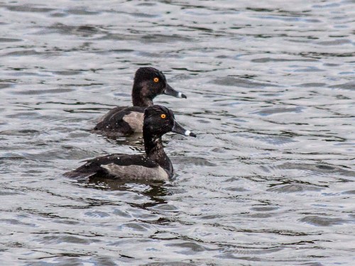 ring-necked_duck1_blog