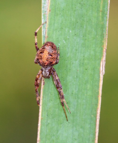 spider_halloween_blog