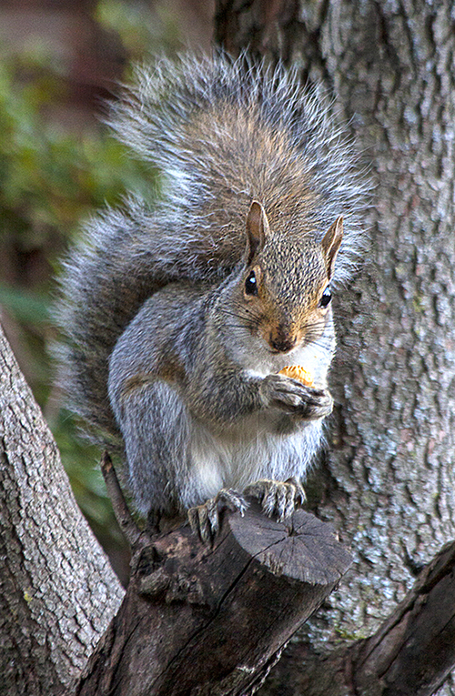 Squirrel Nut blog