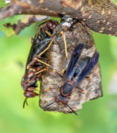 wasp_nest_blog