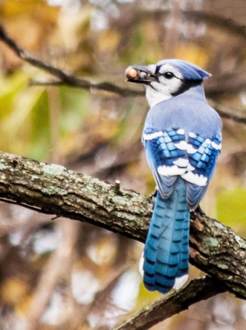 bluejay2_mouthful_blog
