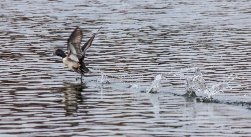 bouncing_takeoff_blog