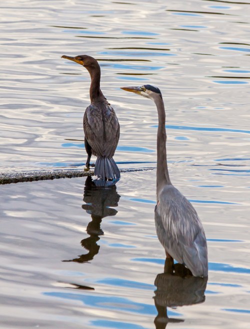 cormorant_heron_blog