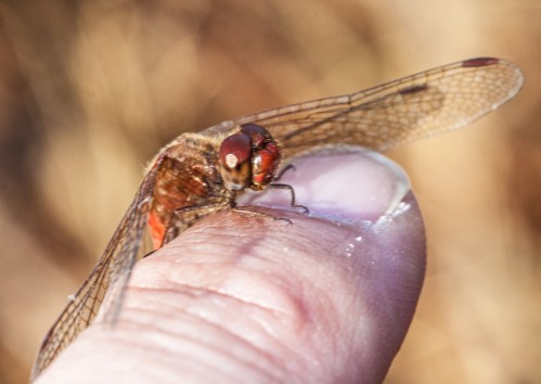 dragonfly_finger1_blog