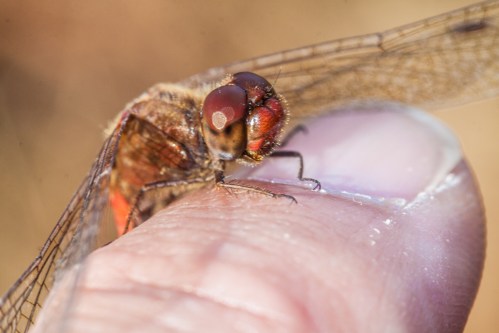 dragonfly_finger2_blog