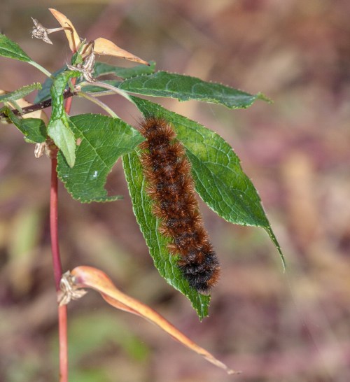 fuzzy_brown_final_blog