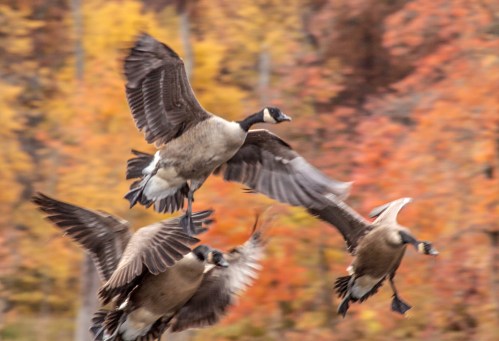 geese_landing_fall_blog