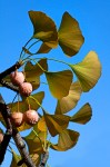 Ginkgo Sky Berries&nbsp;blog