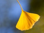 Ginkgo Yin Yang&nbsp;blog