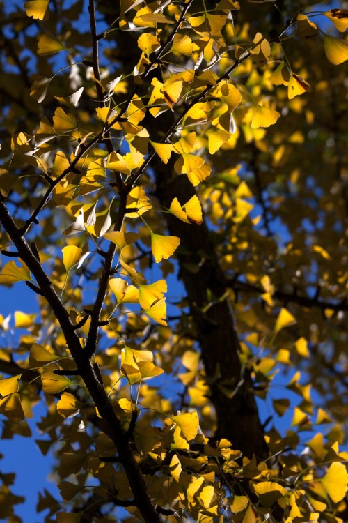 ginkgo_butterflies_blog