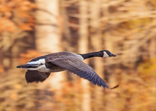 goose_flying_11Nov_blog