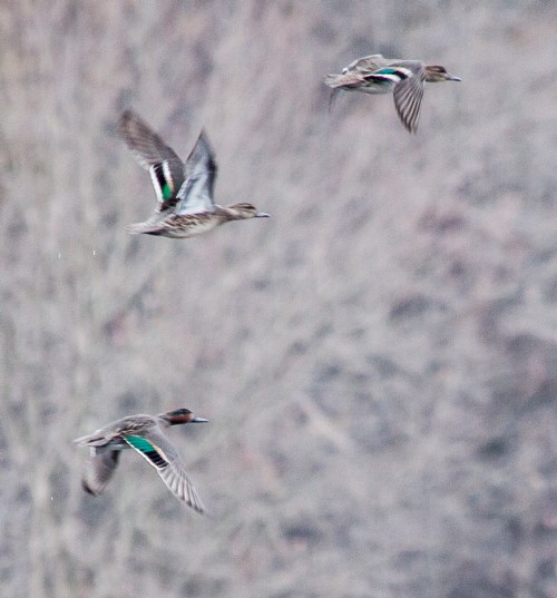 green_and_blue_ducks_B_blog