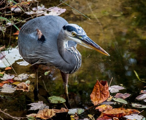 heron_crouching_blog
