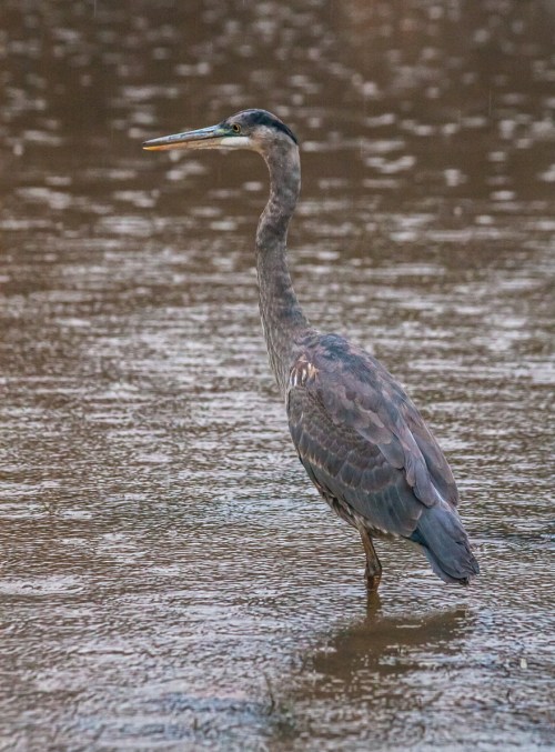 heron_rain_blog