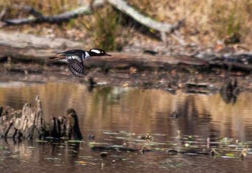 merganser_flying_blog