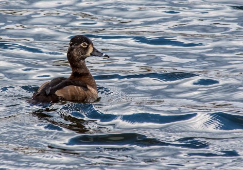 ring-necked_female_blog