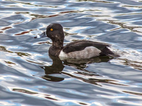 ring-necked_male_blog