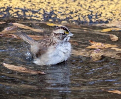 Sparrow_puddle_cropped_blog