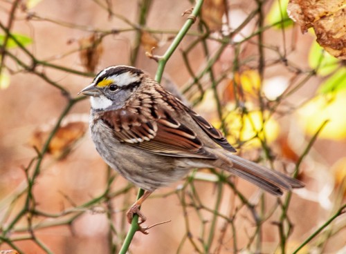 sparrow_white_throat_crop_blog