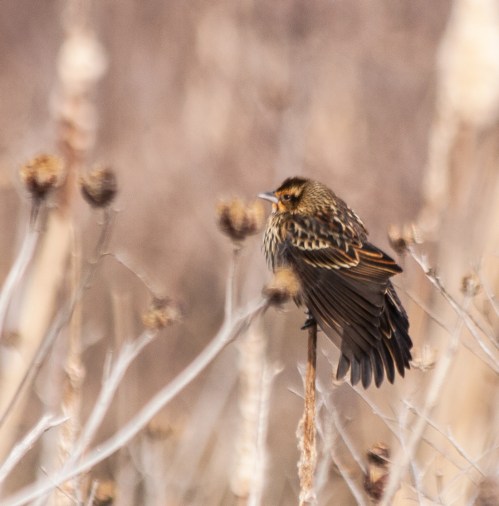 blackbird_feathers_blog