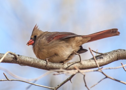 cardinal_looking_down_blog