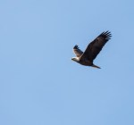 eagle1_blog