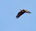 eagle2_blog