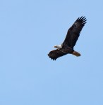 eagle3_blog