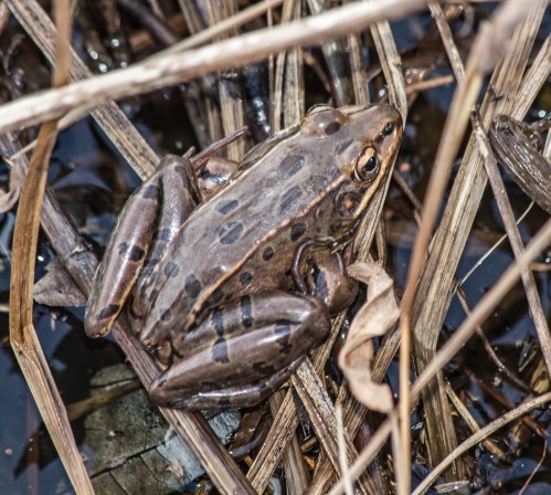 frog2_dec_blog