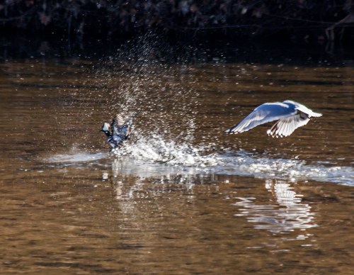 gull_chasing_duck3_blog
