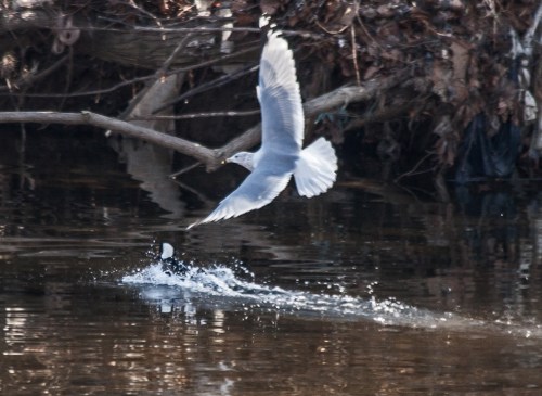 gull_chasing_duck4_blog
