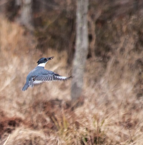 kingfisher2_dec_blog