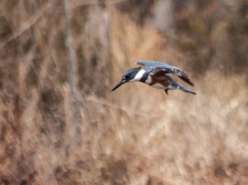 kingfisher4_dec_blog