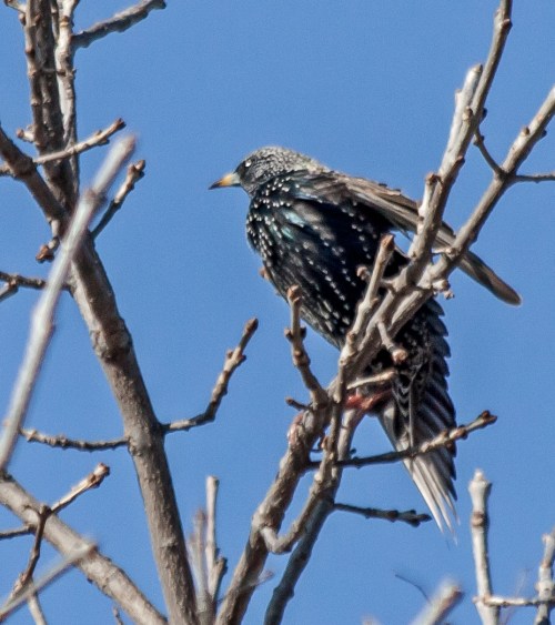 starling2_blog