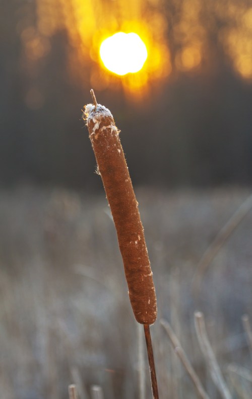 cattail_dawn_blog