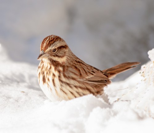 sparrow_snow2_blog