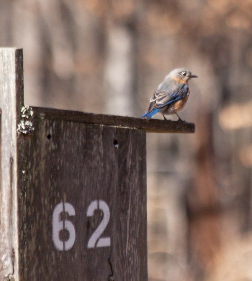 bluebird_feb_blog