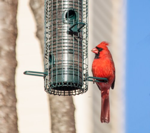 cardinal_feeder1_blog