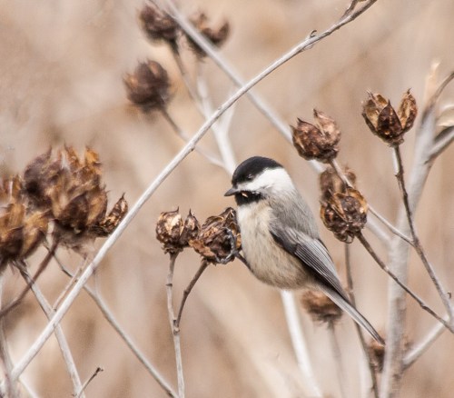 chickadee_feeding_blog