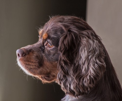 freckles_window_blog