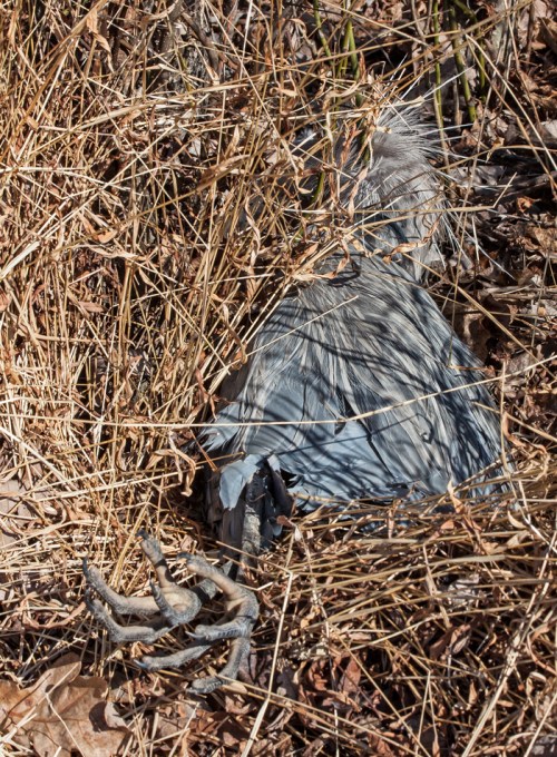 heron_dead4_blog